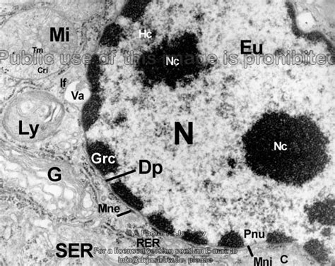 cell nucleus with pores, ileum Dr. Jastrow's electron microscopic atlas