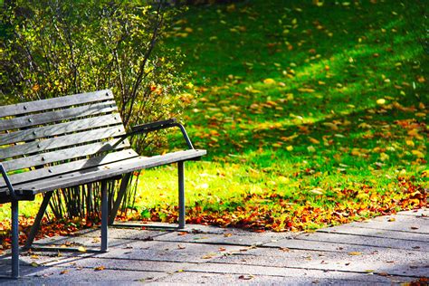 Free Images : tree, grass, light, plant, sunlight, morning, leaf, flower, chair, europe, green ...