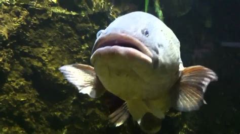 Murray cod Melbourne aquarium! - YouTube