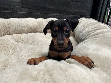 Miniature Pinscher Small Animal Black / Rust ID:2045 Located at Petland ...