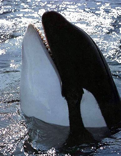 orca smiling 1 | Orca Smiling | Karen Day-Lyon | Flickr