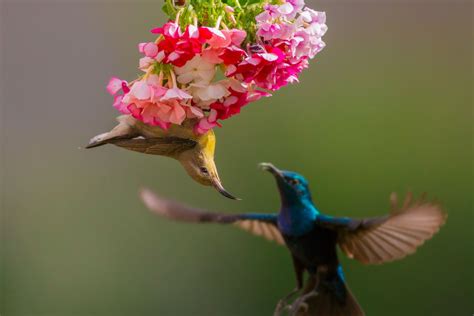 Sunbird Facts (Family Nectariniidae)