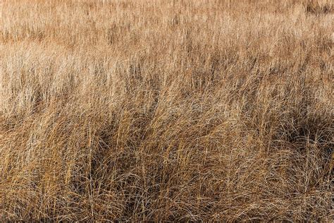 "A Field Of Dried Grass" by Stocksy Contributor "Adam Nixon" - Stocksy