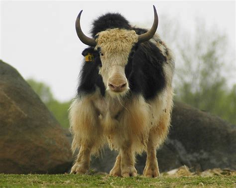 Yakity Yak | Valerie | Flickr