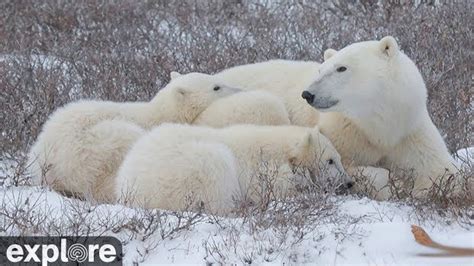 Explore.org's polar bear webcam is back and it's a delight | Mashable