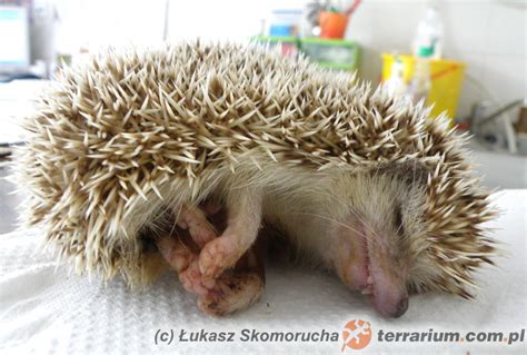 Wobbly hedgehog syndrome - tajemnicza choroba jeży afrykańskich - Terrarium