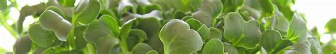 Microgreens Seeds – Epic Gardening