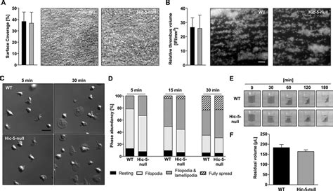 Lack of Hic-5 has no influence on platelet adhesion to collagen ...