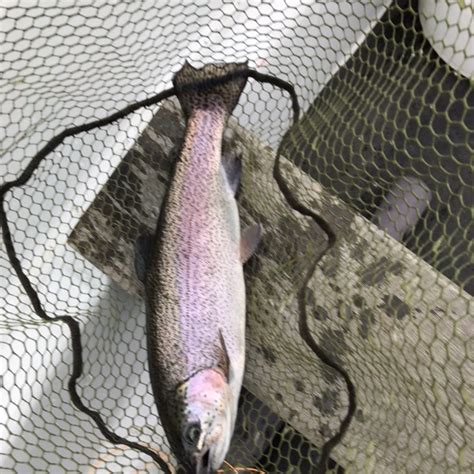 ᐅ Ladybower Reservoir fishing reports🎣• England, United Kingdom fishing