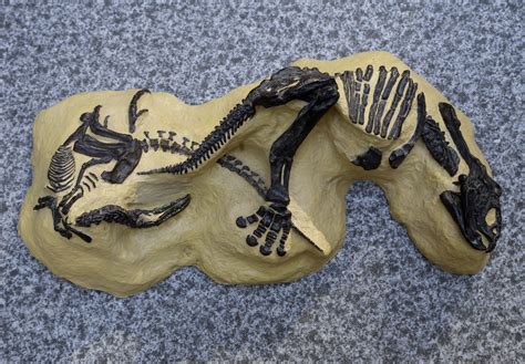 Fossils for sale - "Dueling Dinosaurs" head to auction - Pictures - CBS ...