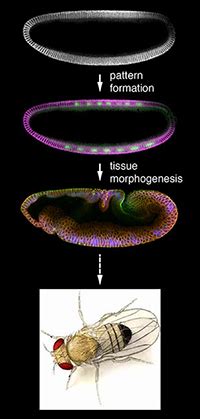 Wang Lab/Epithelial Morphorgenesis