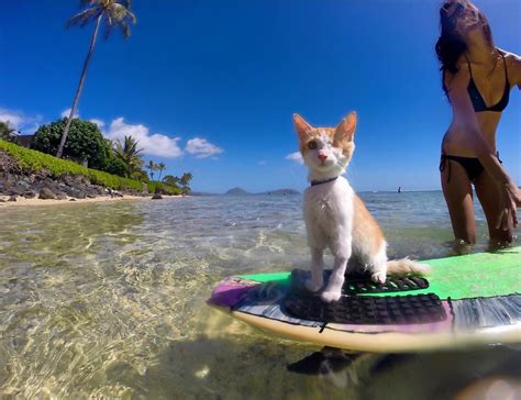 Say aloha to Kuli, the one-eyed surfing cat from Hawaii