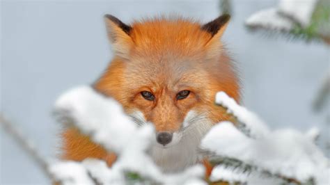 Red Fox on snow HD wallpaper | Wallpaper Flare