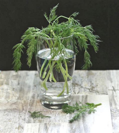 Growing Dill - Planting, Storing and Harvesting Dill Weed