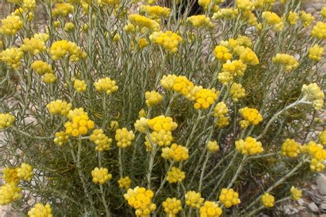 Medicinal Herbs Organic Life Everlasting Flower | Etsy