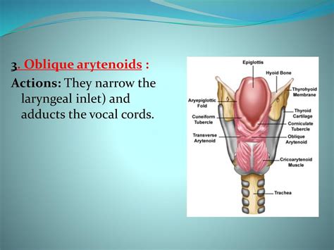 Inlet Of Larynx