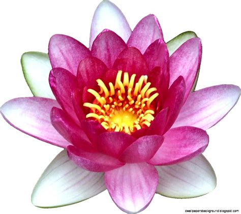 Lily Pad Flower Drawing at GetDrawings | Free download