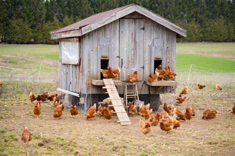 How to Predator-Proof Your Chicken Coop