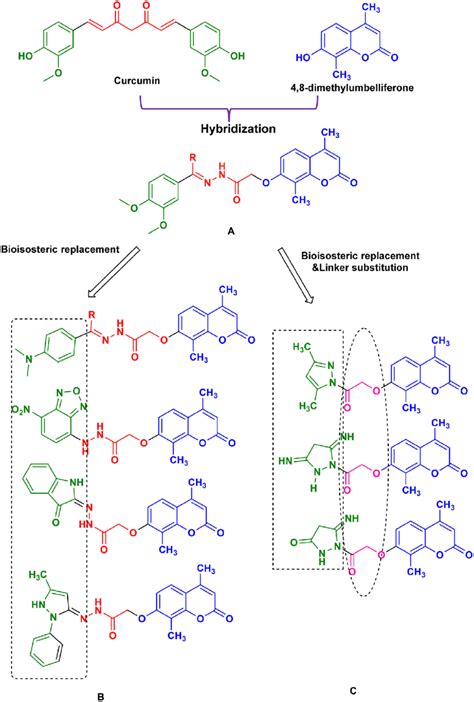 Design of coumarin-based analogs combined with curcumin derivatives and... | Download Scientific ...