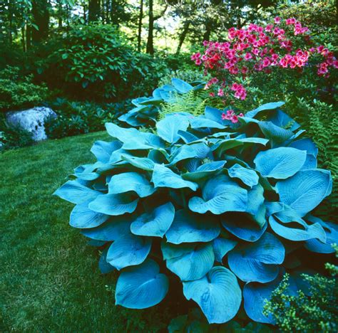 Learn Which Varieties of Hostas Can Grow in the Sun | Hosta varieties, Shade tolerant plants ...