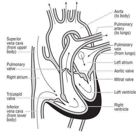 Vector illustration of the heart and course of blood flow through the heart chambers. | Public ...