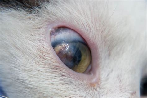 8 Common Eye Problems in Cats - Cat-World