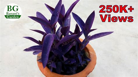 Two Purple Heart Plant Setcreasea Indoors Or Out Easy 4 Pot ...