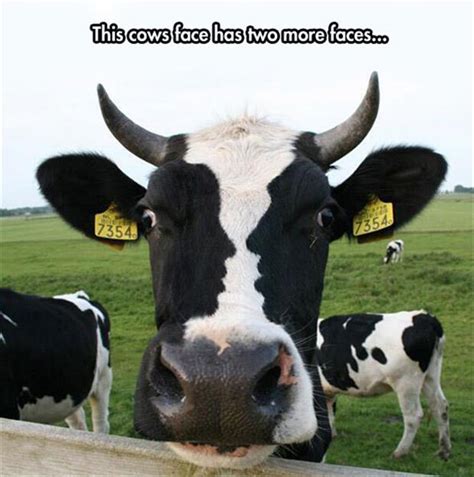 funny cow faces - Dump A Day