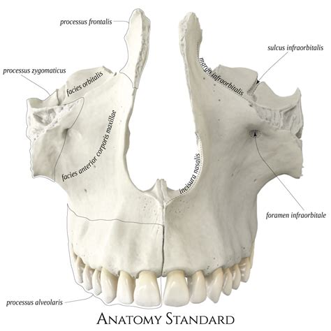 Anatomy Standard - Drawing Maxilla: anterior view - Latin labels | AnatomyTOOL