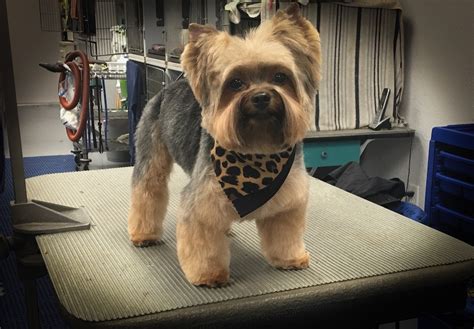 Yorki Teddy Bear Cut - Wags To Riches Dog Grooming