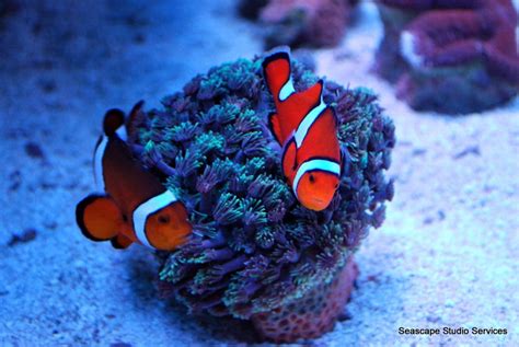 Fish Store Owner Uses "Finding Nemo" 3D Release to Educate Customers on Clownfish Care | Sunset ...