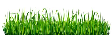 6 Types of Low-Maintenance Grasses | Perm-O-Green