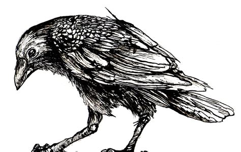 Crow Line Drawing at PaintingValley.com | Explore collection of Crow Line Drawing