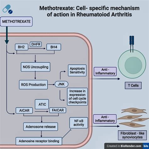 Methotrexate: Cell—specific mechanism of action in Rheumatoid ...