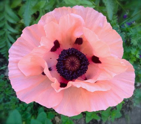 Pink Oriental Poppy Perennial Heirloom Seeds Very Rare Variety