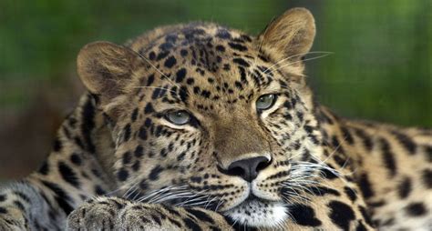 The Endangered Snow Leopard—Habitat, Feeding Habits and More | HubPages