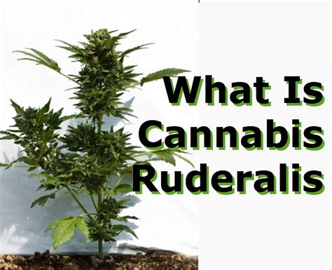 What Is Cannabis Ruderalis?