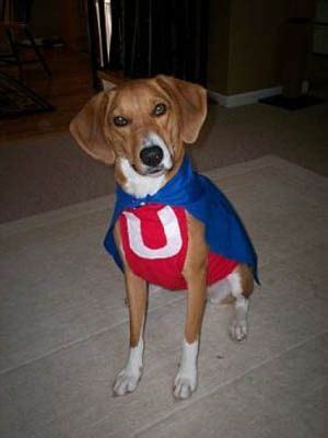 Underdog Dog Costume | Costume Pop | Halloween costumes to make, Cool couple halloween costumes ...