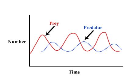 A Level Notes AQA: Populations In Ecosystems: - Predation