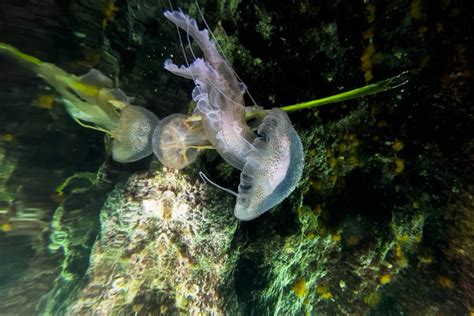 Parts of Jersey Shore invaded by rare purple jellyfish that delivers a painful sting | PhillyVoice