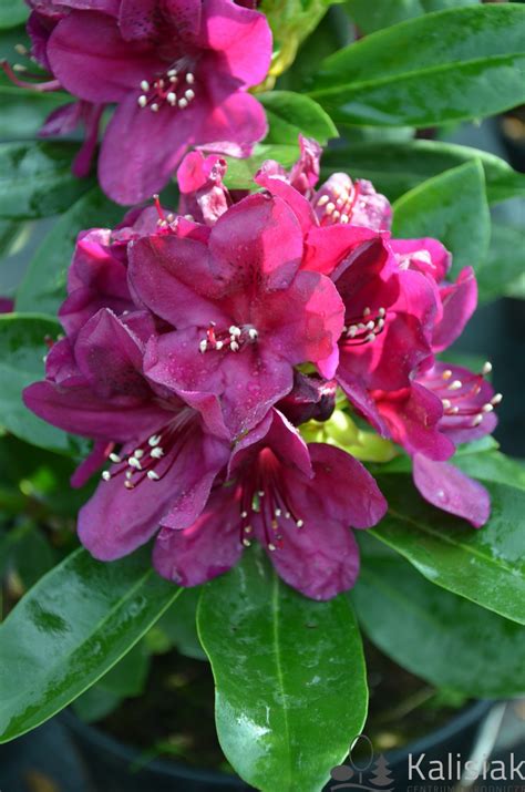 Rhododendron impeditum 'Blue Tit' Różanecznik gęsty
