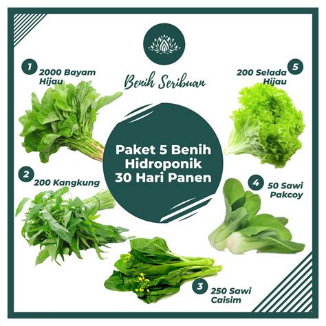 Jual Paket Bibit Sayuran 5 Macam Benih Sayuran Hidroponik 30 Hari Panen Bayam Kangkung Sawi ...