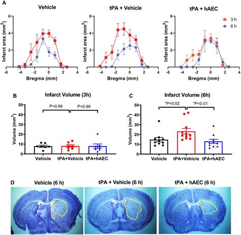 Frontiers | Protection against brain injury after ischemic stroke by ...