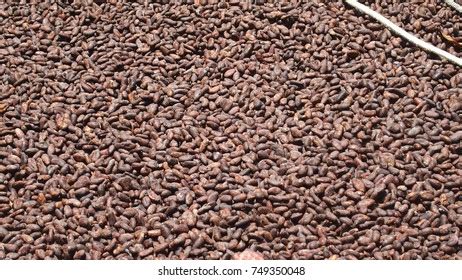 Just Some Drying Cocoa Beans Stock Photo 749350048 | Shutterstock