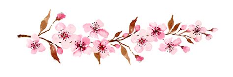 Watercolor sakura flowers. Spring cherry blossom 18747239 PNG