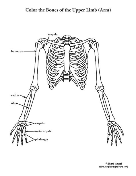 Upper Limb (of the Skeleton) Coloring Page