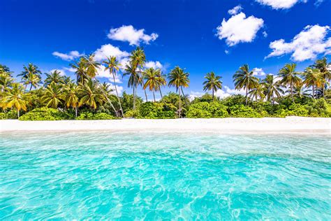 Download Seychelles Palm Tree Beach Nature Ocean HD Wallpaper