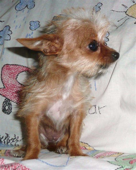 Pin by Valerie Ujvari on cuties | Yorkie chihuahua mix, Cute dogs, Cute animals