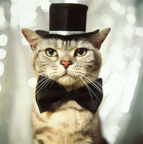 20 Adorable Pictures of Cats In Hats