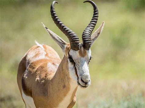 Hunting Springbuck in South Africa - Somerby Safaris